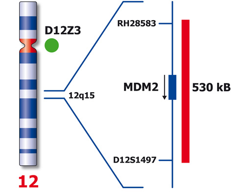 MDM2 (12q15) / SE 12 (D12Z3) – XL 製品画像 Back View L